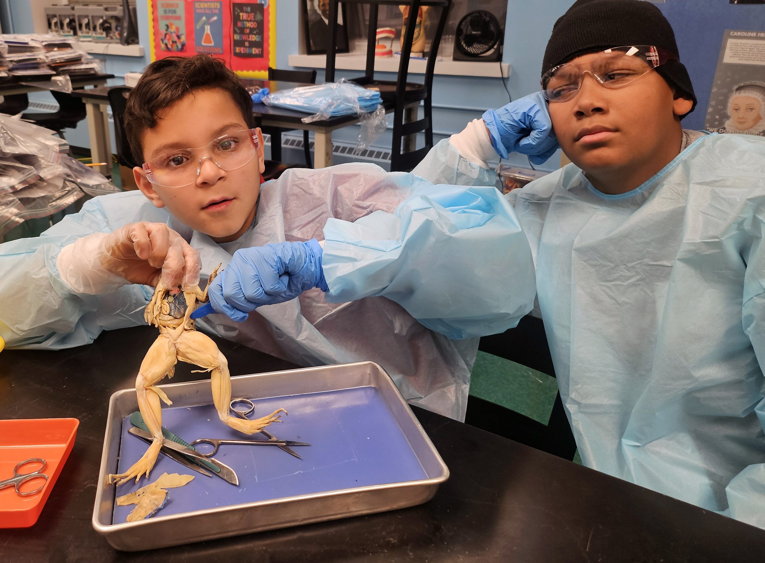 boys dissecting a frog